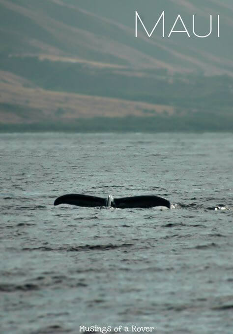Winter in Maui means one thing: whales! But with so many tours, which one should you choose? Find out why the Trilogy Whale Watching tours are the best!