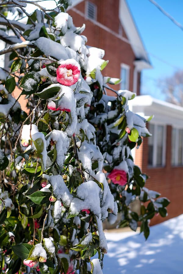 North Main: Greenville, SC in the Snow