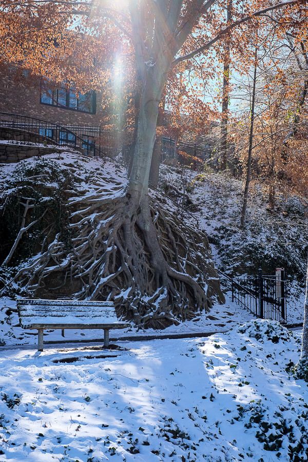 Falls Park: Greenville, SC in the Snow