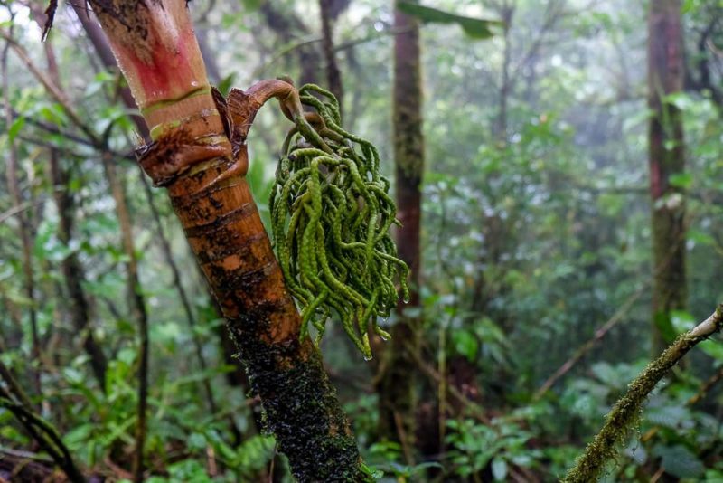 Self-guided hike in the monteverde cloud forest