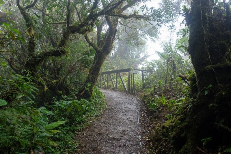 Self-guided hike in the monteverde cloud forest