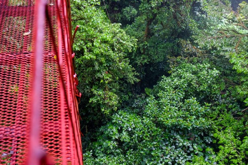 Self-guided hike in the monteverde cloud forest