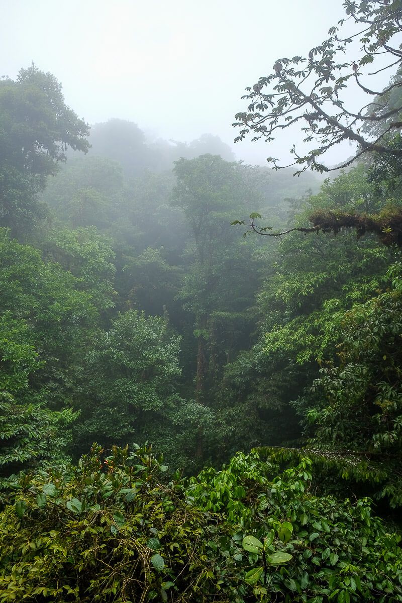 Self-guided hike in the monteverde cloud forest