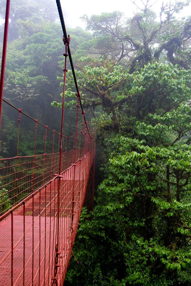 Self-guided hike in the monteverde cloud forest