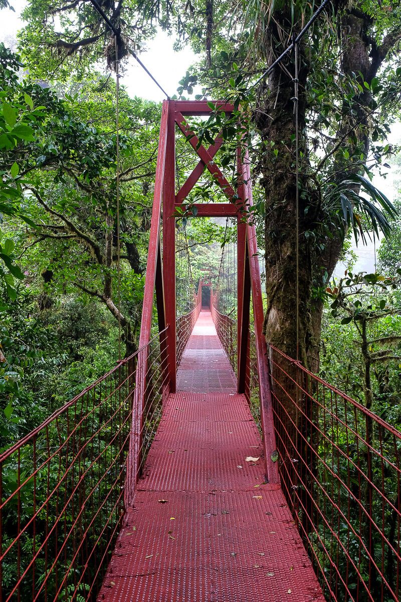 Self-guided hike in the monteverde cloud forest