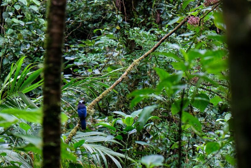 Self-guided hike in the monteverde cloud forest