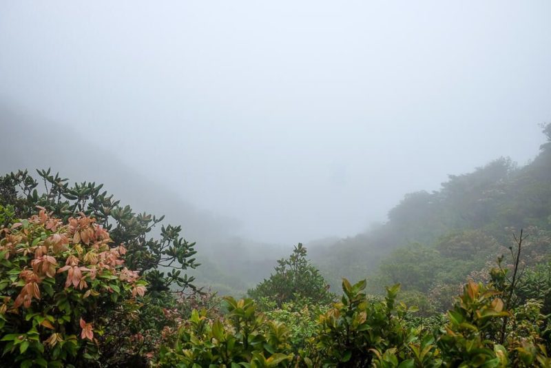 Self-guided hike in the monteverde cloud forest