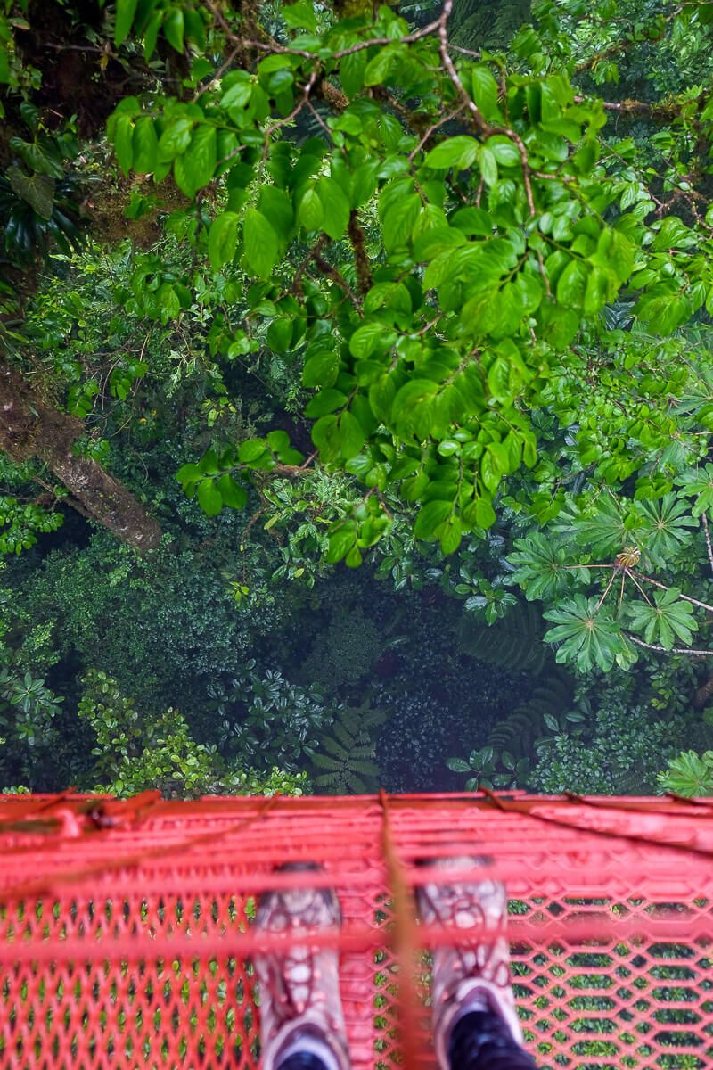 Self-guided hike in the monteverde cloud forest