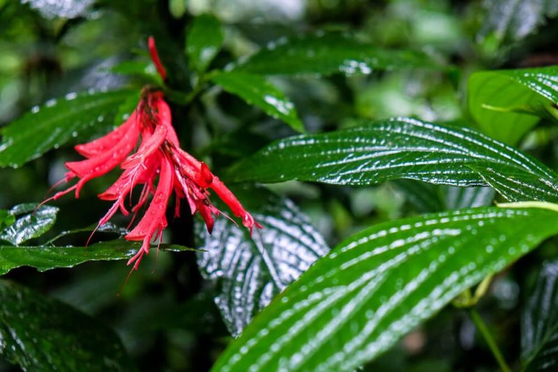 Self-guided hike in the monteverde cloud forest