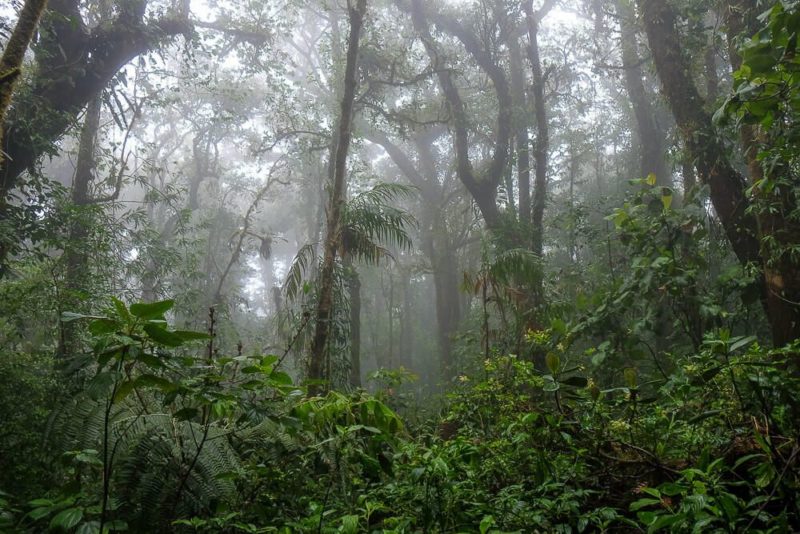 Self-guided hike in the monteverde cloud forest