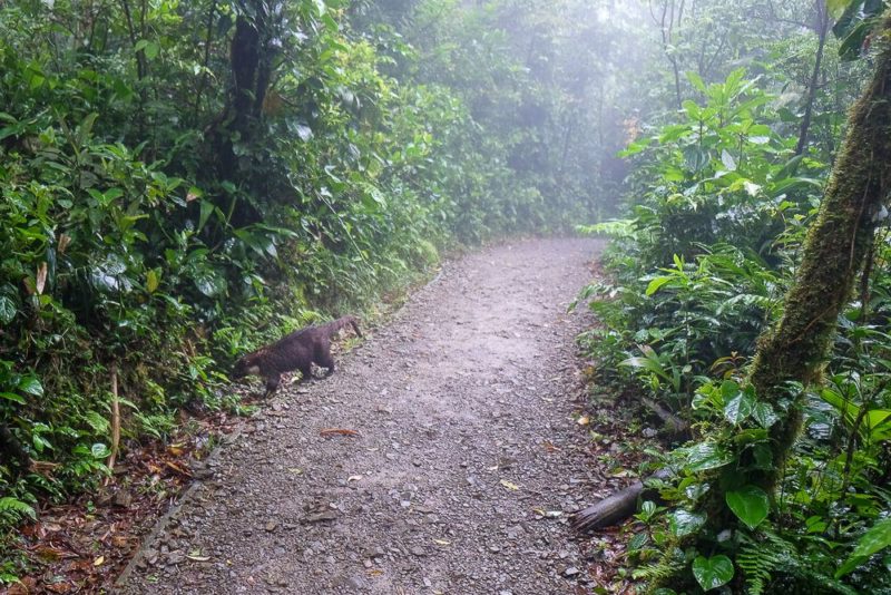 Self-guided hike in the monteverde cloud forest