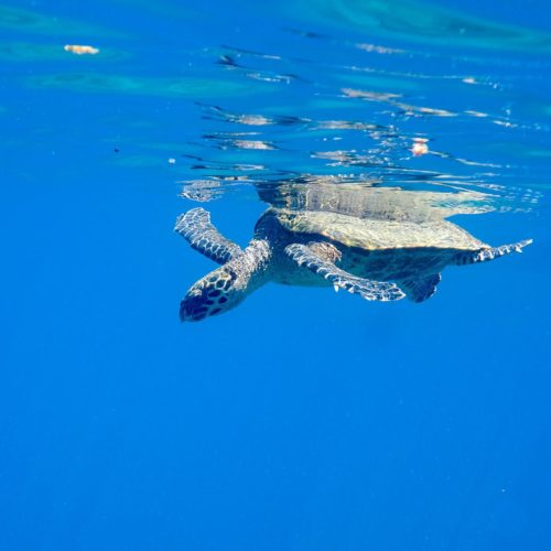 Finding My Sea Turtle: Snorkeling at Cano Island