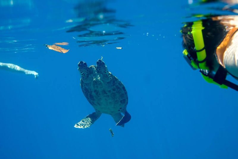 Snorkeling at Cano Island