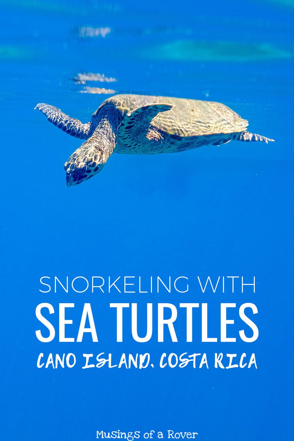 Visiting Costa Rica and want to see sea turtles? Cano Island is one of the best snorkeling spots in all of Costa Rica. You'll see sea turtles, stingrays, puffer fish, and more. Find out what this trip is like!
