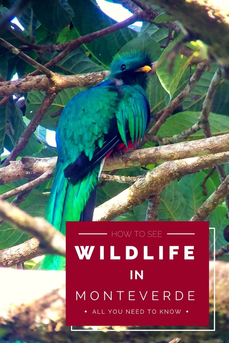Visiting Monteverde and interested in night & morning guided tours? Want to find the best Monteverde Tours? Find out why Nasua tours with Oscar are amazing!