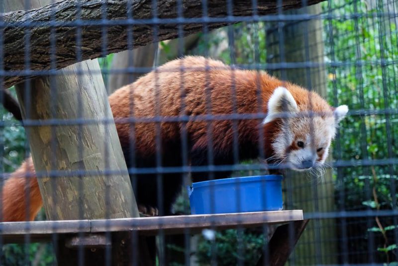 Sippin Safari at the Greenville Zoo - red panda