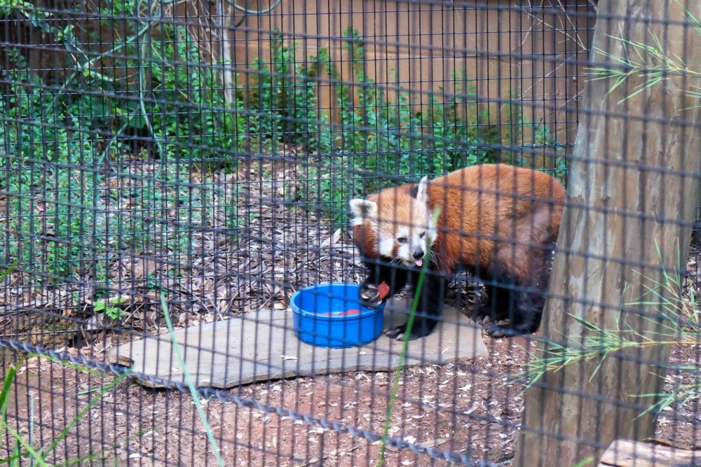 Sippin Safari at the Greenville Zoo