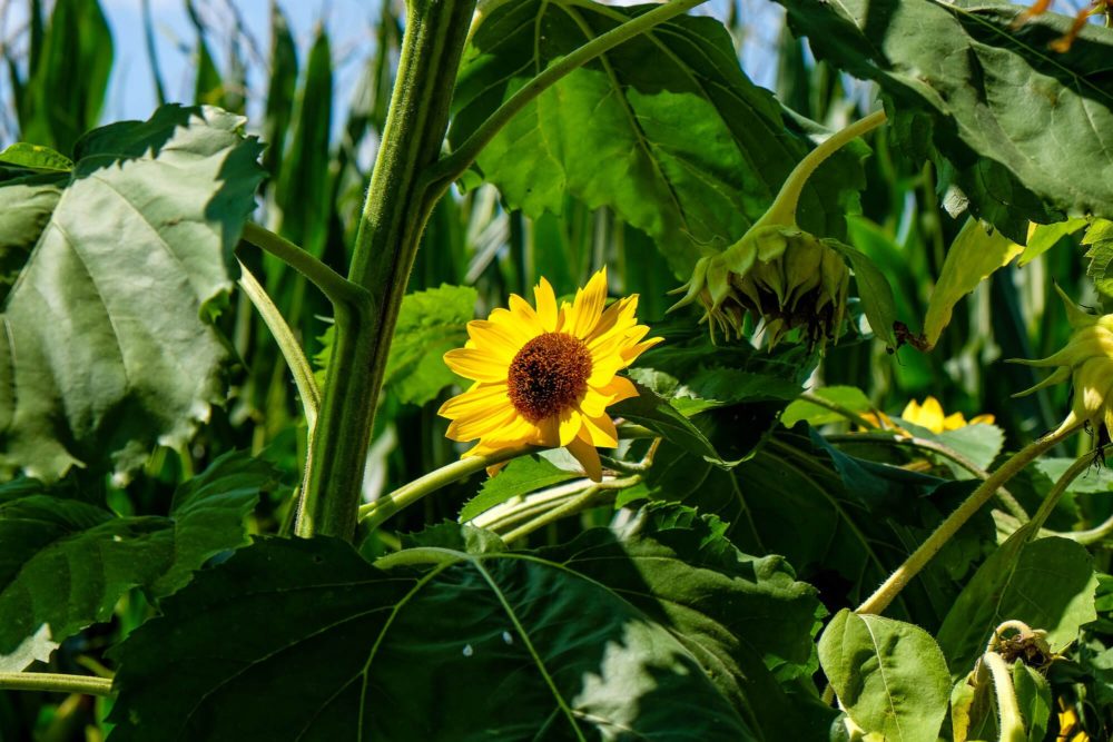 Where to go sunflower picking in Greenville SC