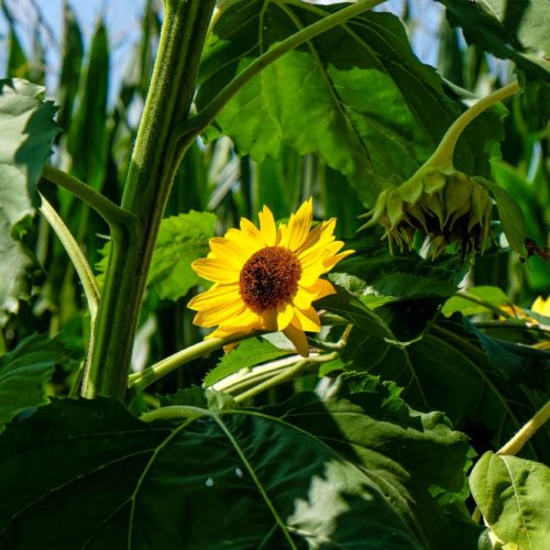 Where To Go Sunflower Picking In Greenville SC