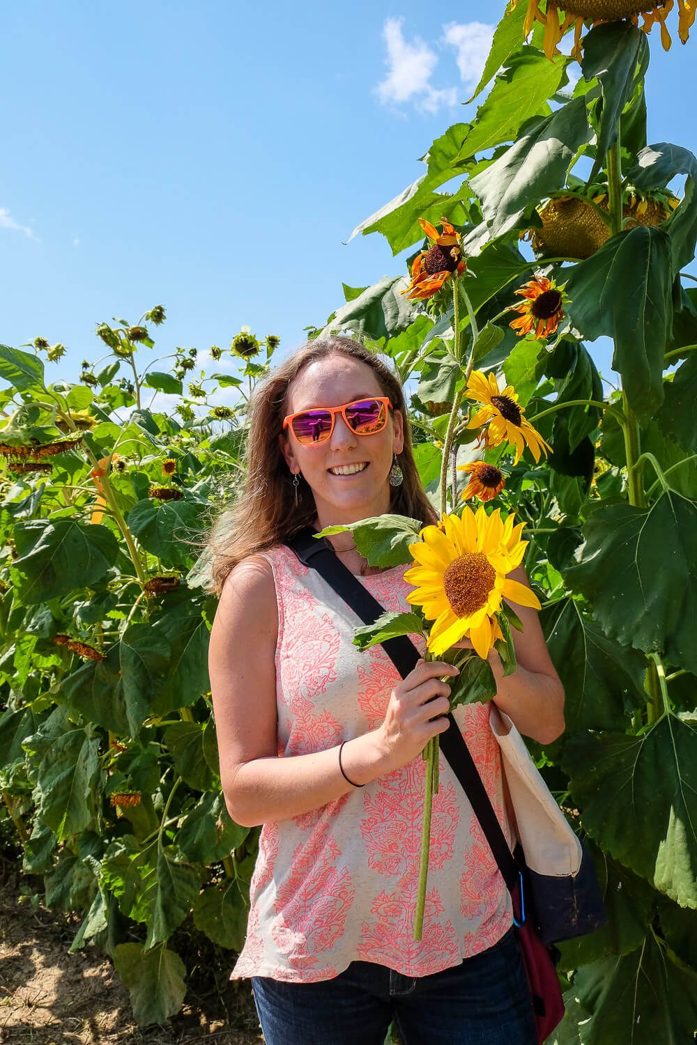 Where to go sunflower picking in Greenville SC