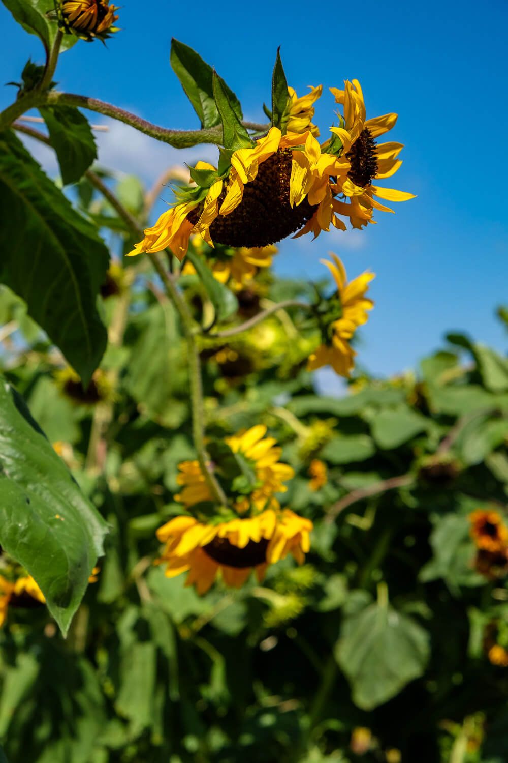 Where to go sunflower picking in Greenville SC