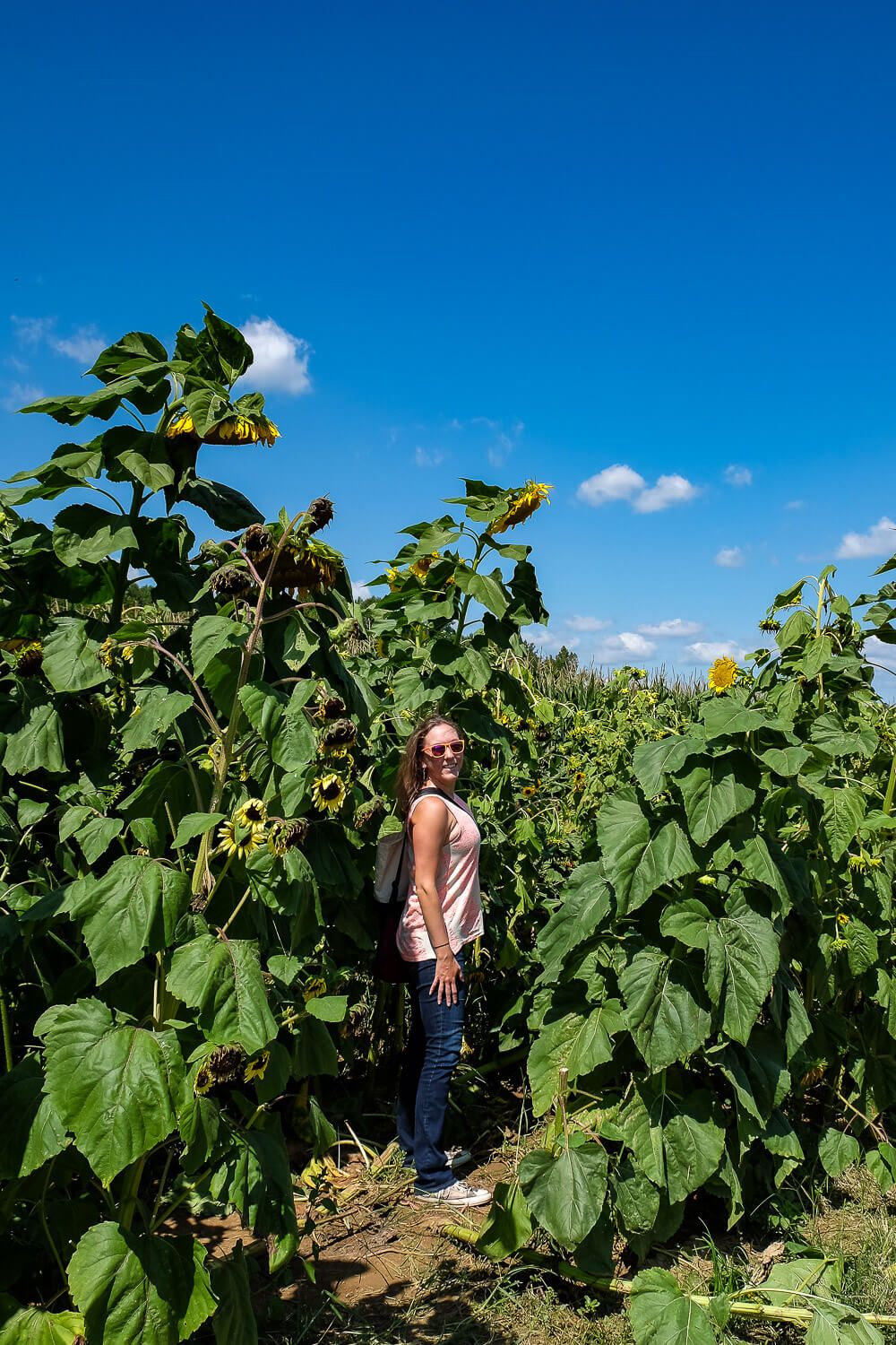 Where to go sunflower picking in Greenville SC