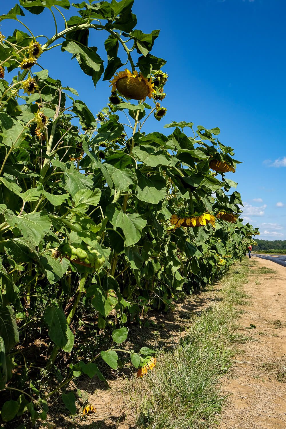 Where to go sunflower picking in Greenville SC