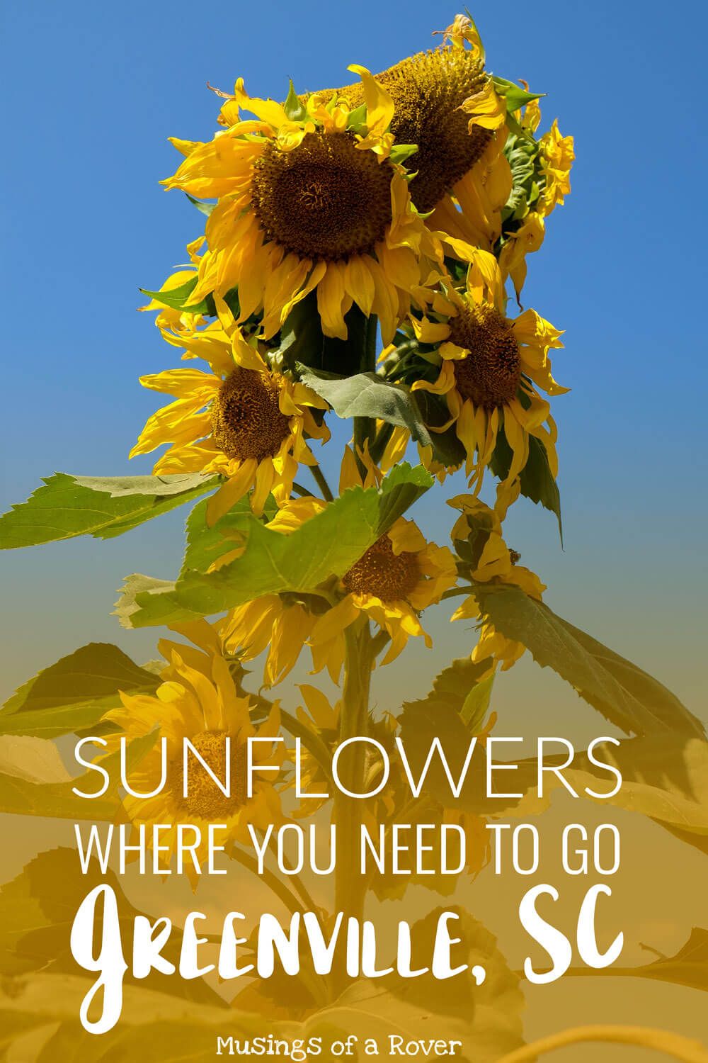 Want to know where to go sunflower picking in Greenville, SC? Beechwood Farms has you covered. Sunflowers bloom in September and this is a perfect early fall activity. travel tips, travel advice, greenville sc things to do, greenville south carolina things to do