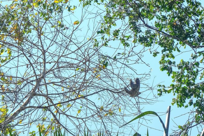 manuel antonio national park