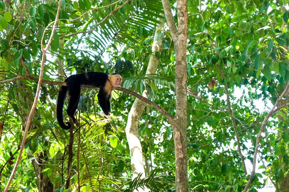 manuel antonio national park