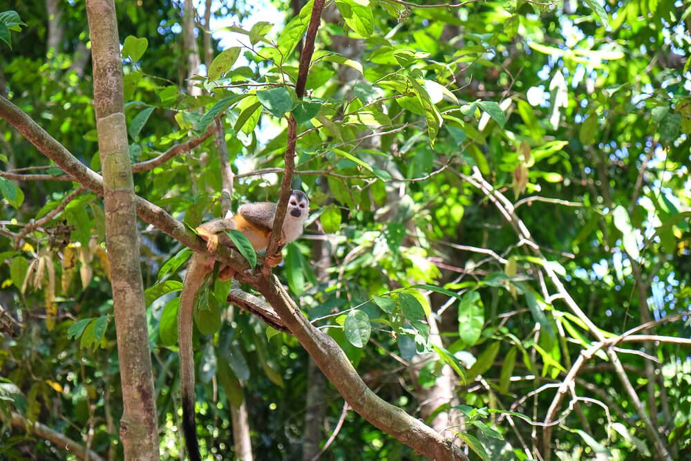 manuel antonio national park