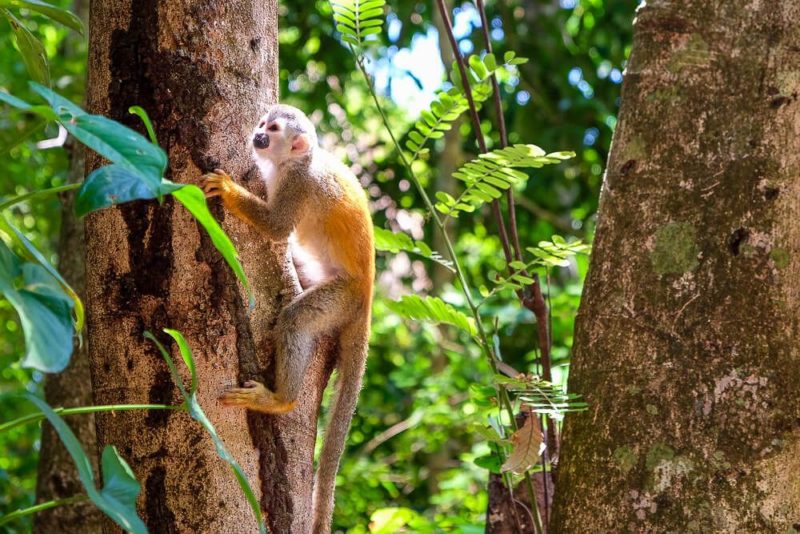 manuel antonio national park