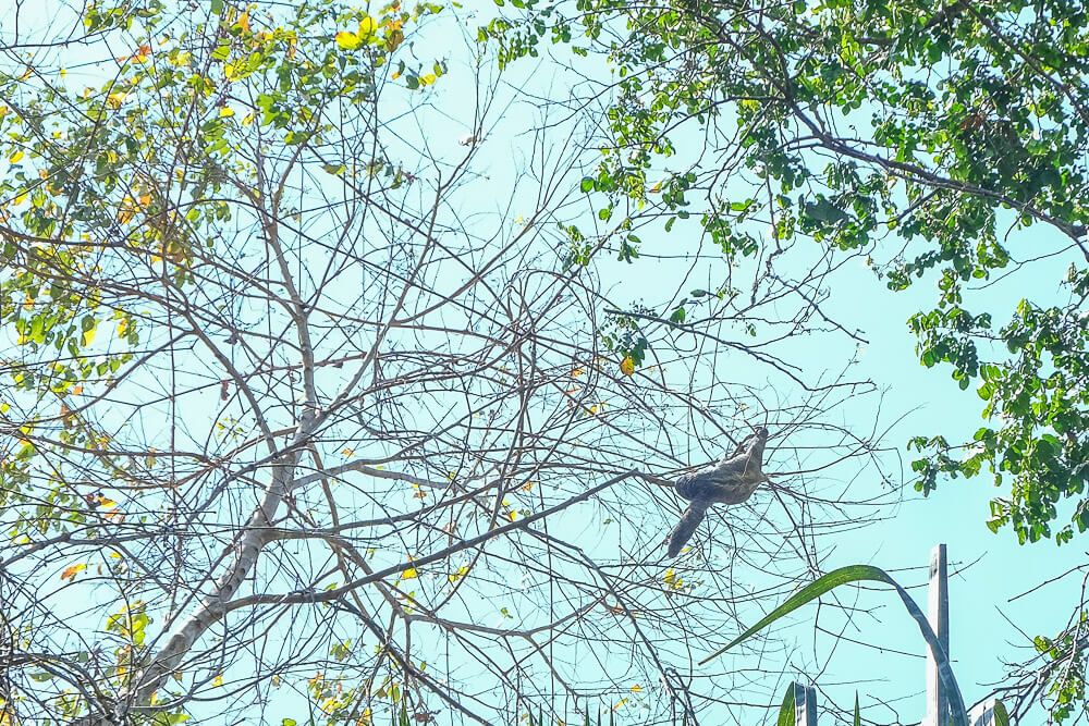 manuel antonio national park