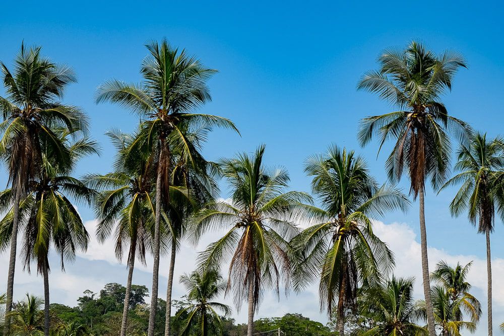 manuel antonio national park