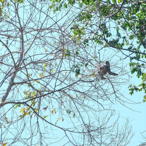 Searching For Sloths At Manuel Antonio National Park