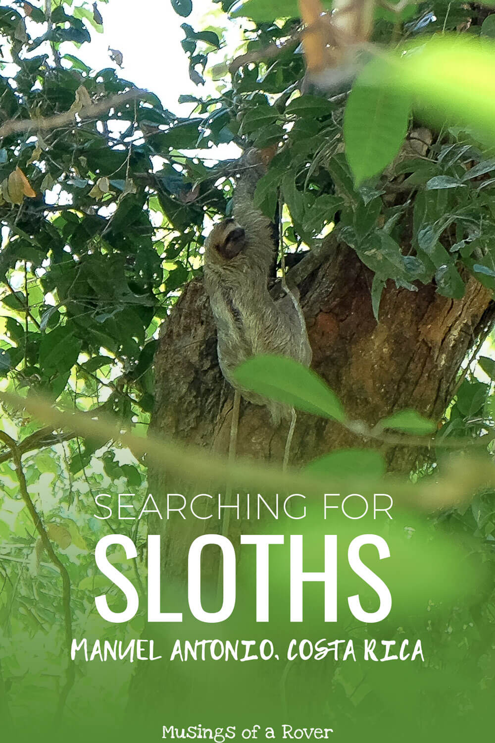 Want to see sloths during your trip to Costa Rica? Considering going to Manuel Antonio National Park if you haven't had any luck. You could see sloths, capuchin monkeys, squirrel monkeys, and more!
