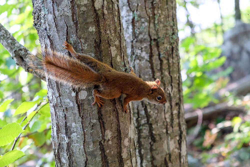 Hiking the Precipice Trail