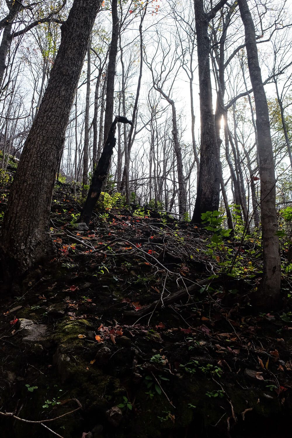 Rainbow Falls Trail