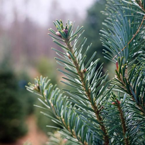 Find the Best Christmas Tree Farms in Greenville, SC in 2022