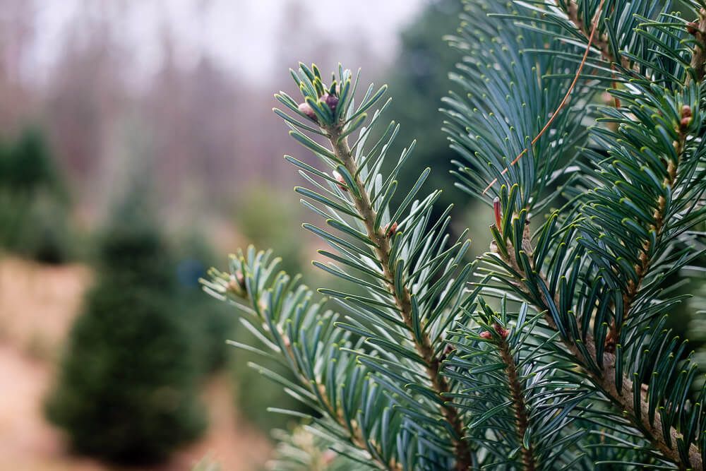 Find the Best Christmas Tree Farms in Greenville, SC in 2021