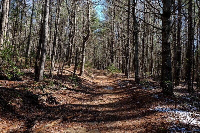 Stone Mountain in Dupont State Forest Trail Guide