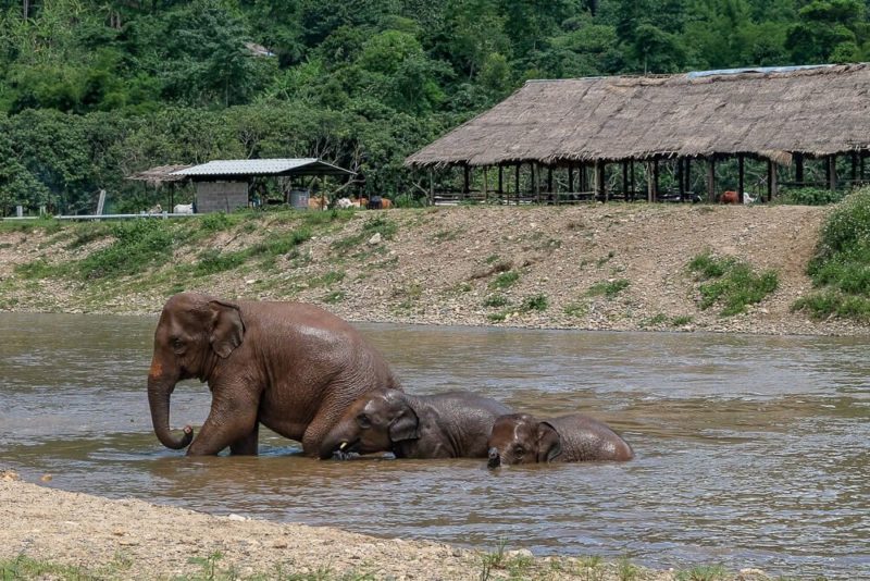 Elephant Nature Park Overnight Trip A Review