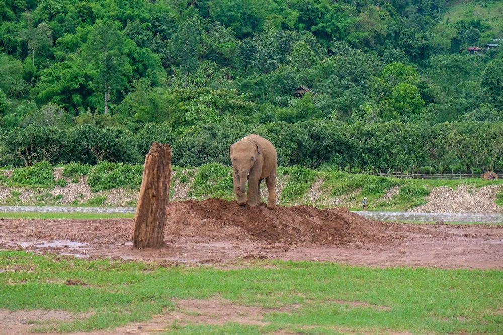 Elephant Nature Park Overnight Trip A Review