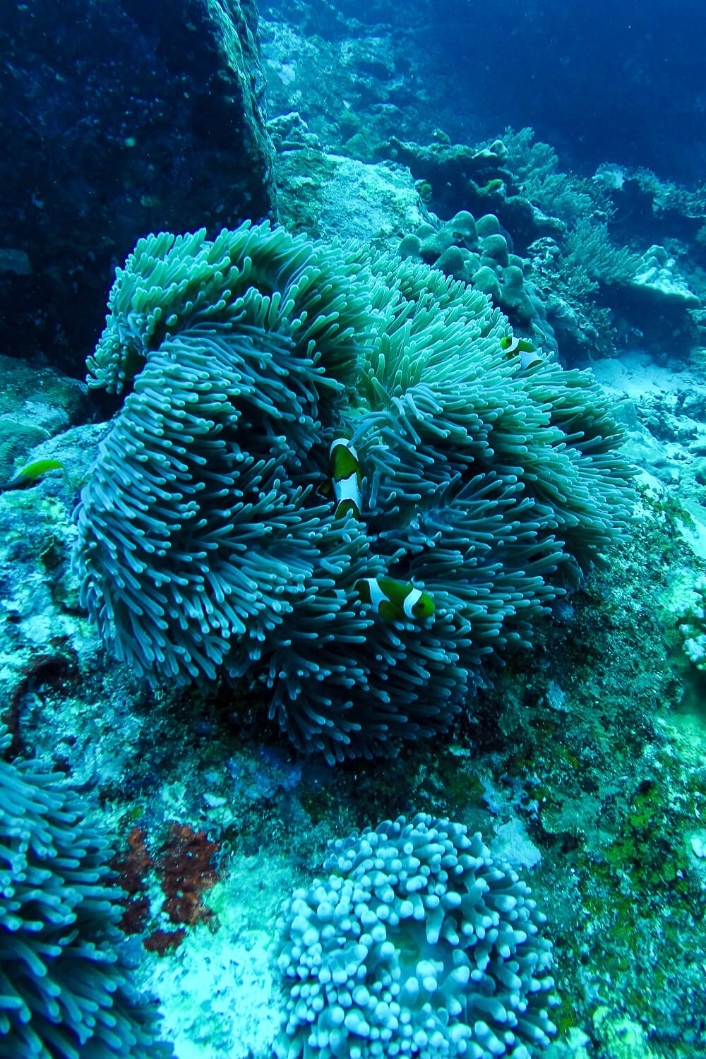 Similan Islands Diving: Sea Dragon Liveaboard