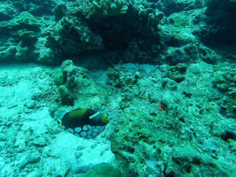 Similan Islands Diving: Sea Dragon Liveaboard