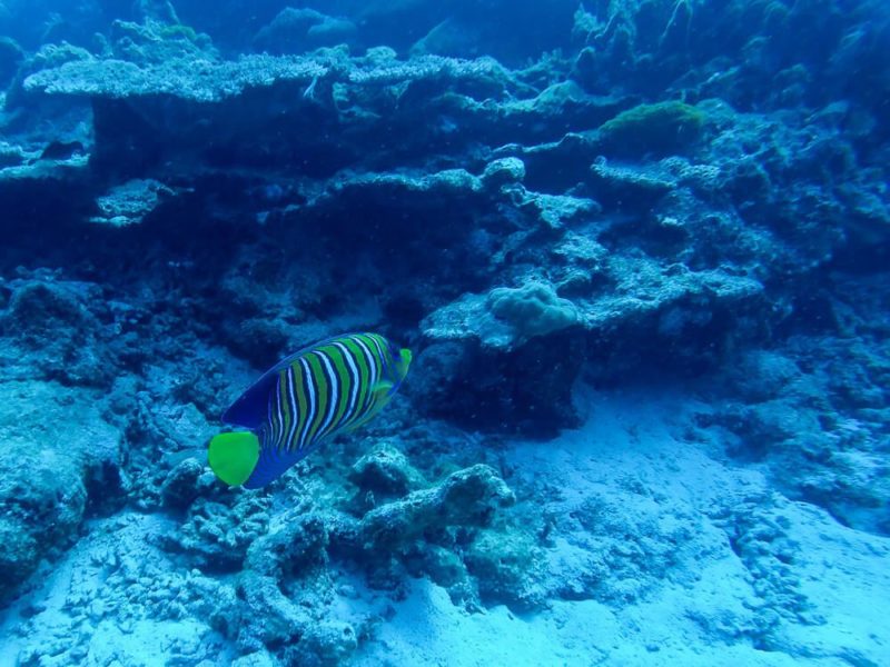 Similan Islands Diving: Sea Dragon Liveaboard