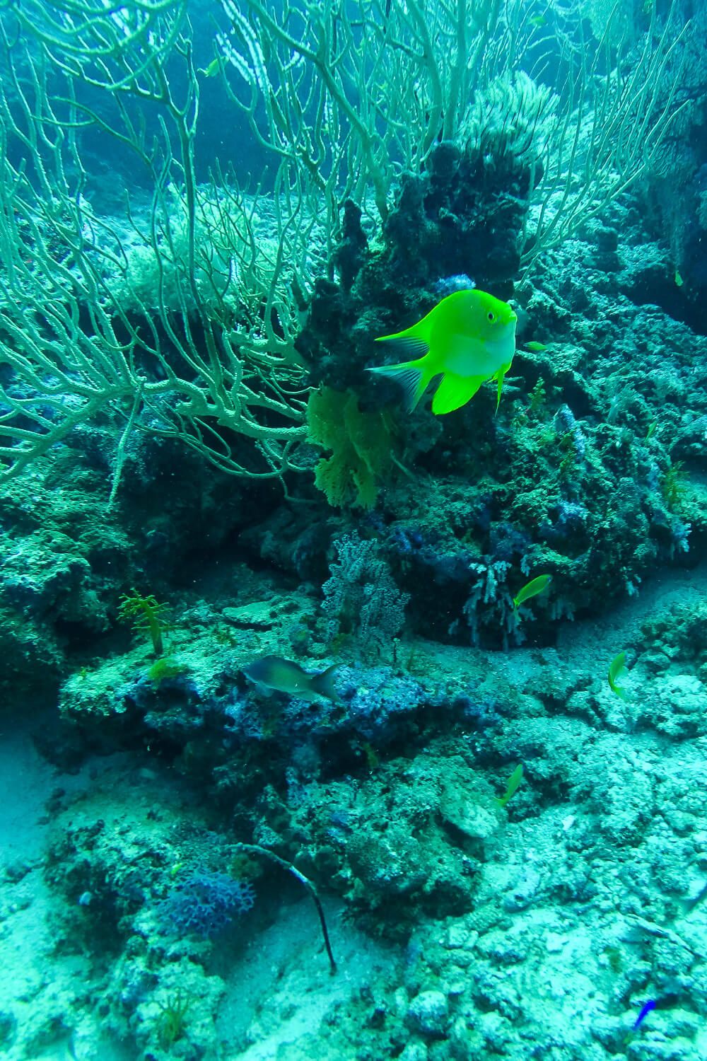 Similan Islands Diving: Sea Dragon Liveaboard