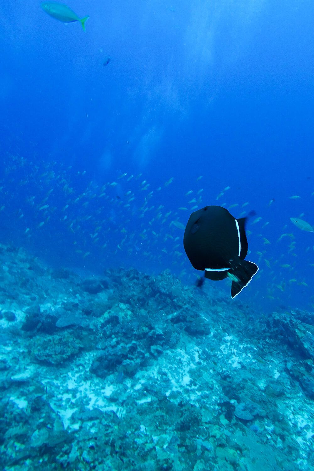 Similan Islands Diving: Sea Dragon Liveaboard