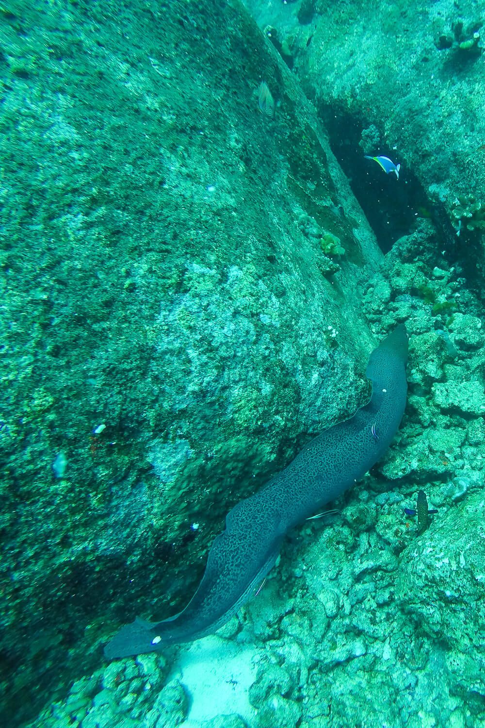 Similan Islands Diving: Sea Dragon Liveaboard