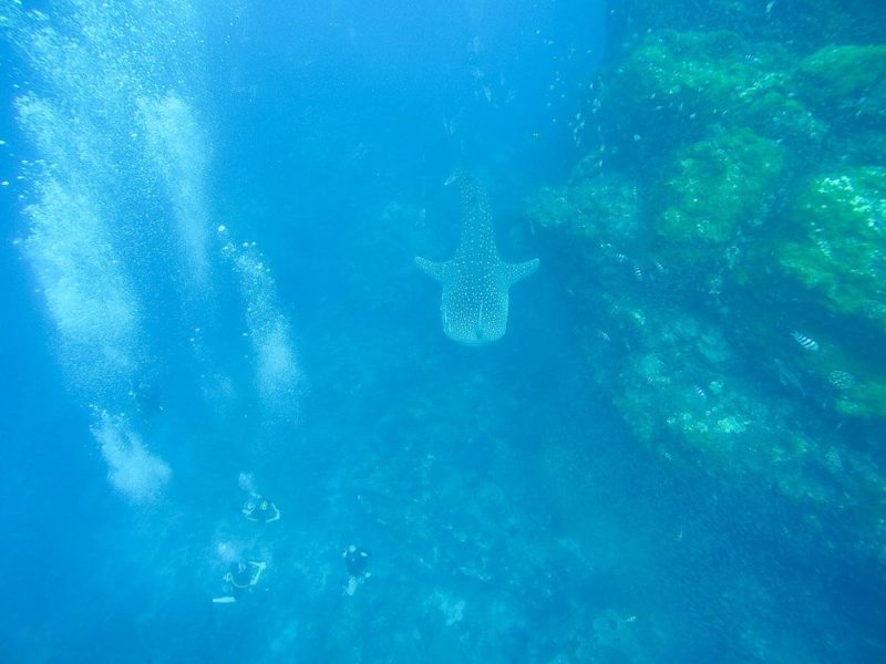 Similan Islands Diving: Sea Dragon Liveaboard